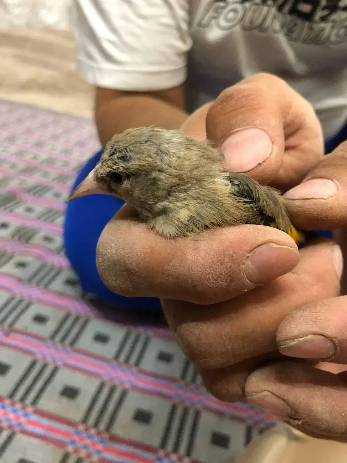 سهره|پرنده|ملکآباد, |دیوار