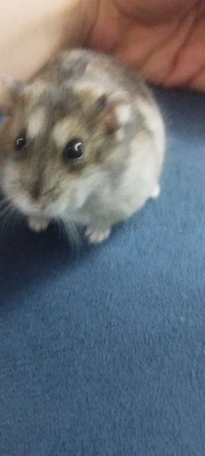 همستر کوپول فروش فوری|موش و خرگوش|اراک, |دیوار