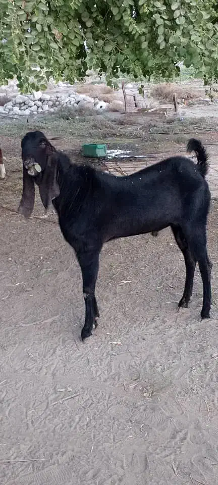 تولفقی|حیوانات مزرعه|میناب, |دیوار