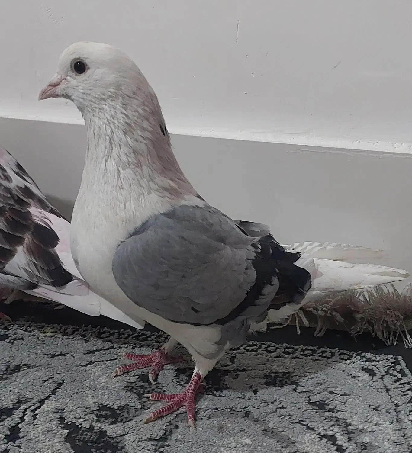 شازده|پرنده|کوهدشت, |دیوار