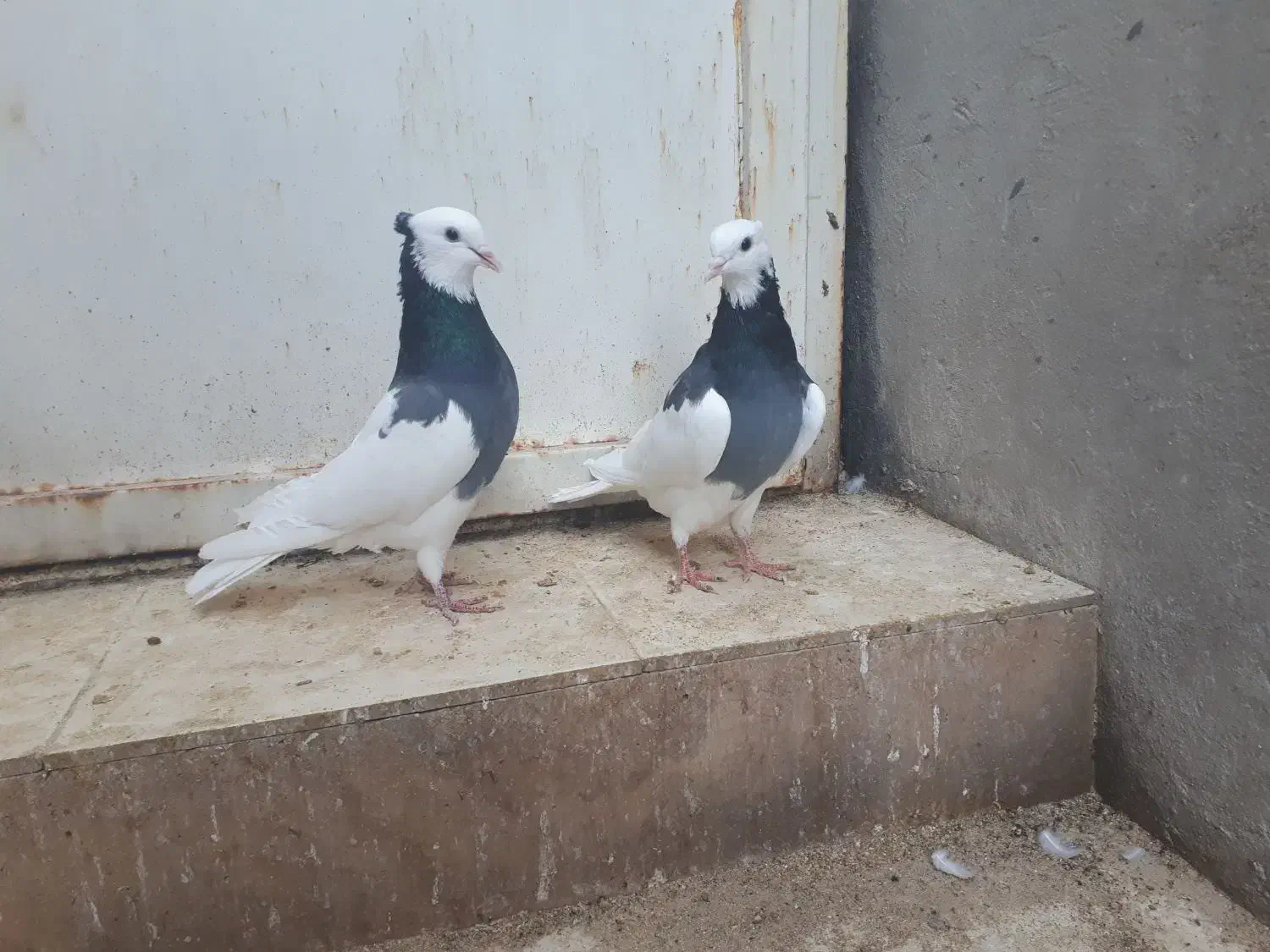 کبوتر طوقی شهر جم|پرنده|جم, |دیوار