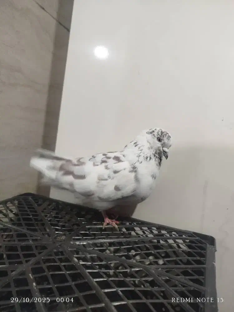 کبوتر گرفتنی جنازه|پرنده|ماکو, |دیوار