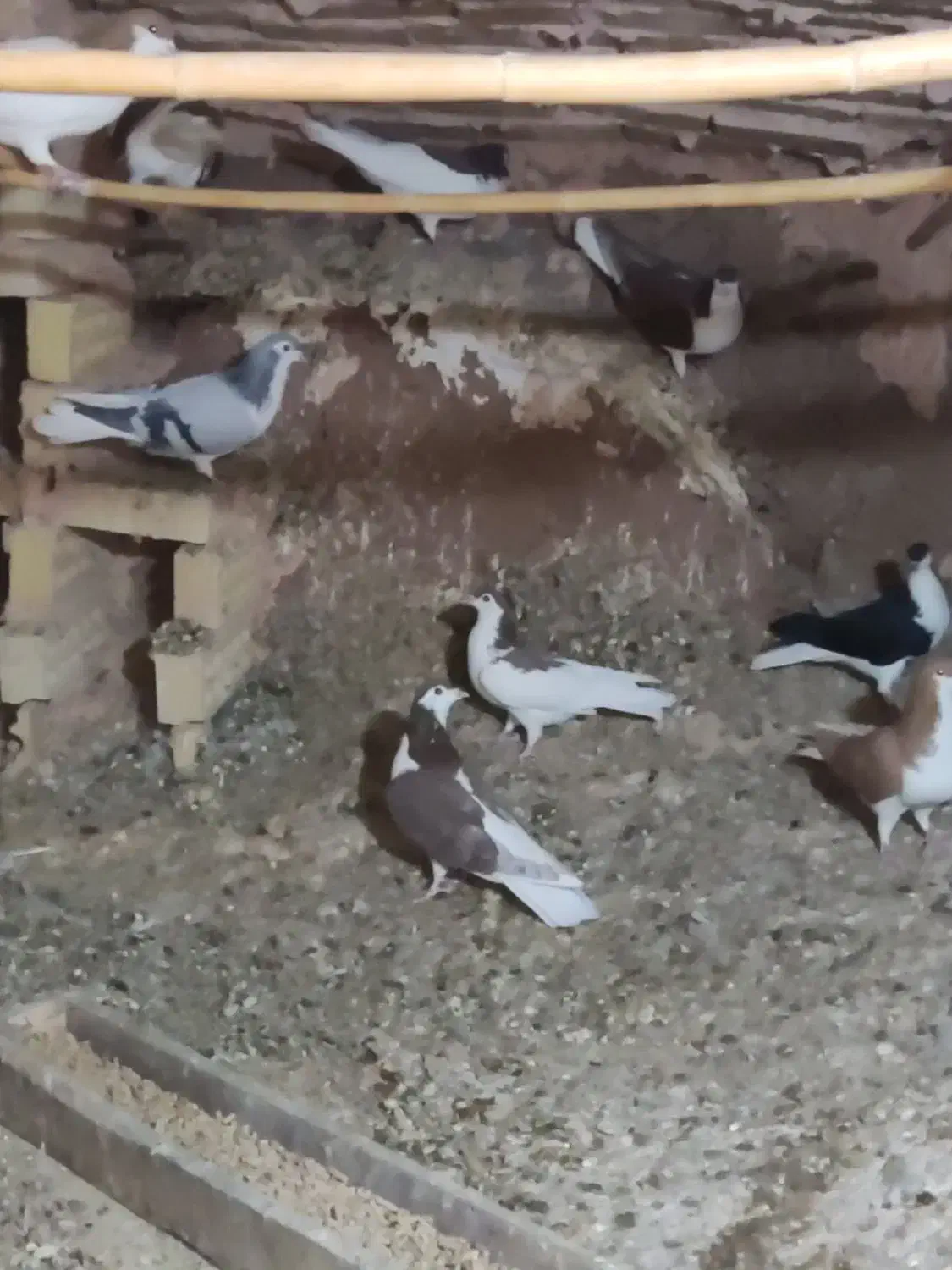 کبوتر نرو ماده|پرنده|باشتین, |دیوار