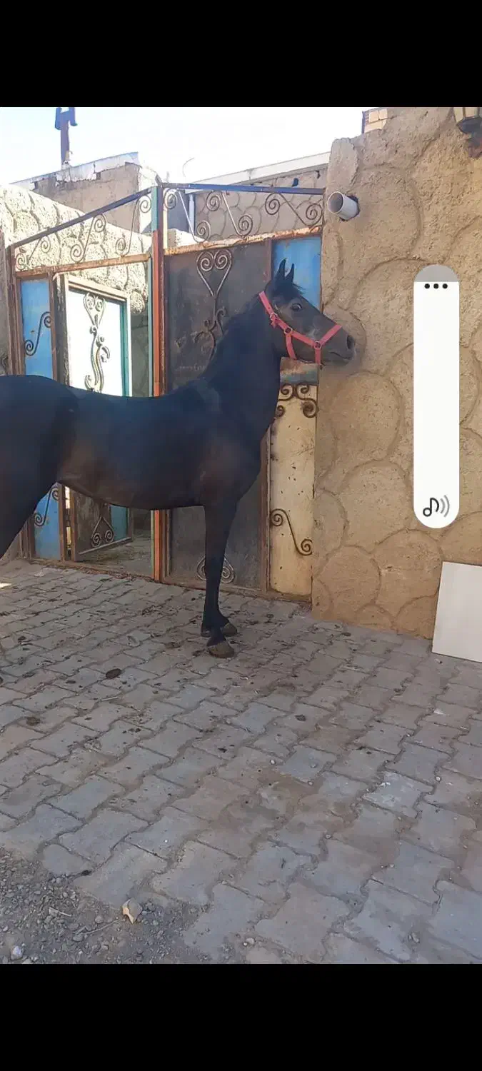 مادیان کرد نوه کامران قدیری دوسر تعید|اسب و تجهیزات اسبسواری|تبریز, |دیوار