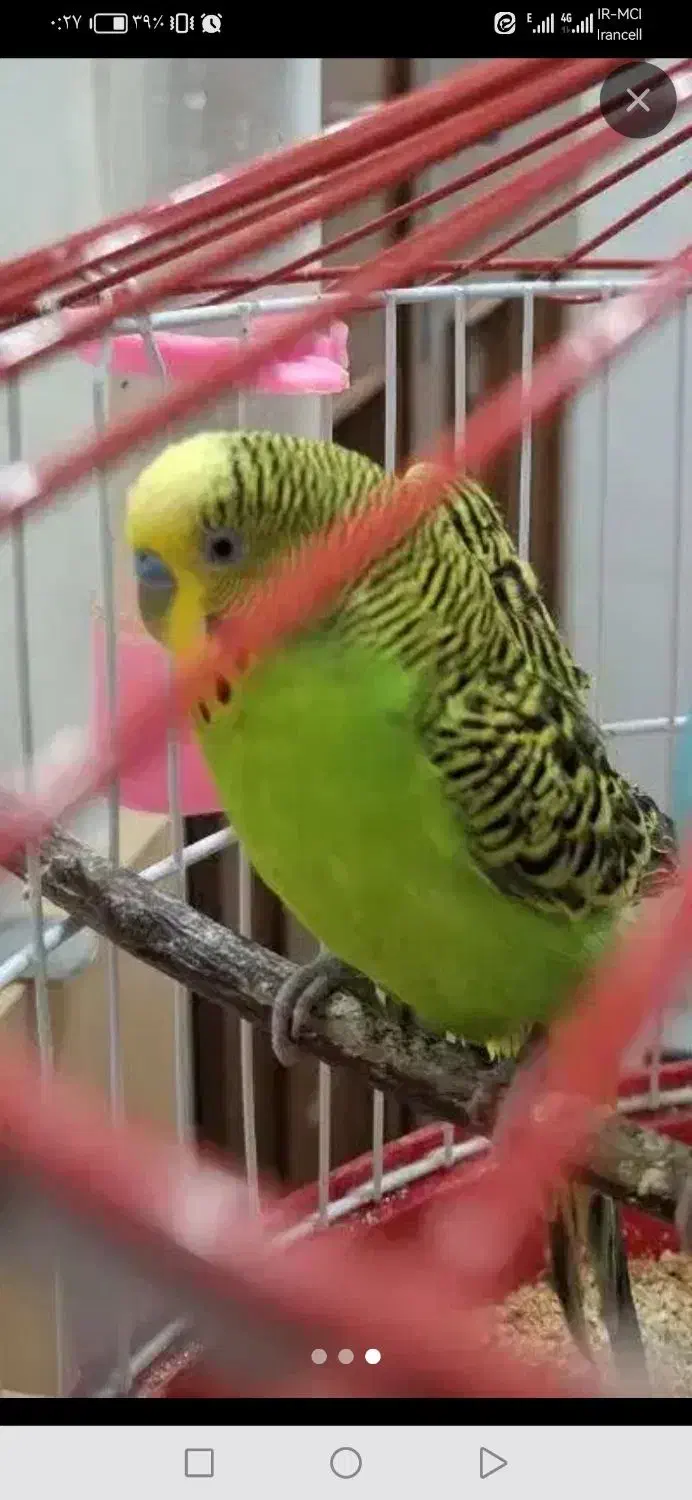 مرغ عشق|پرنده|یزد, |دیوار