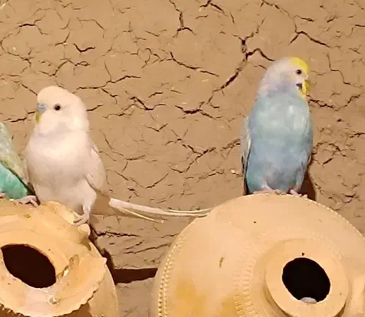 مرغ عشق رنگ حاص|پرنده|میناب, |دیوار