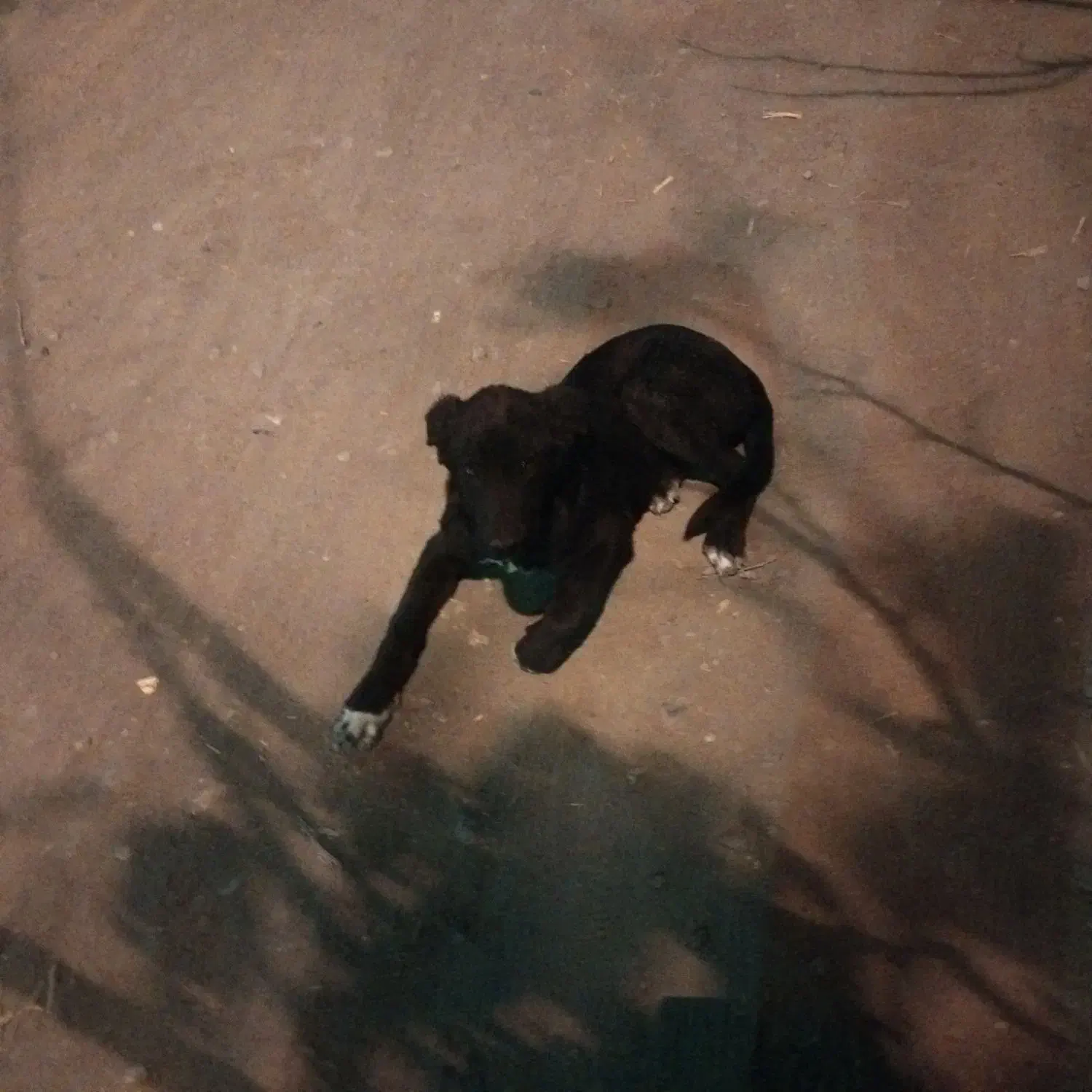 حیوانات|حیوانات|جغتای, |دیوار