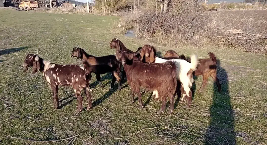 بز پاکستانی|حیوانات مزرعه|سمنان, |دیوار