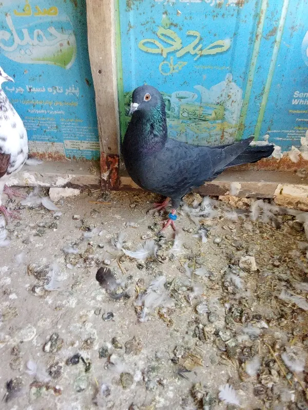 کفتر|پرنده|همدان, |دیوار