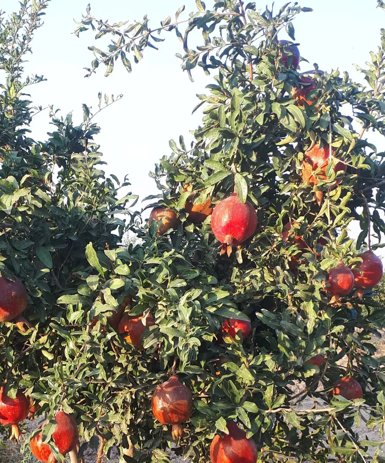 انار محمود آباد|خوردنی و آشامیدنی|جوادآباد, |دیوار