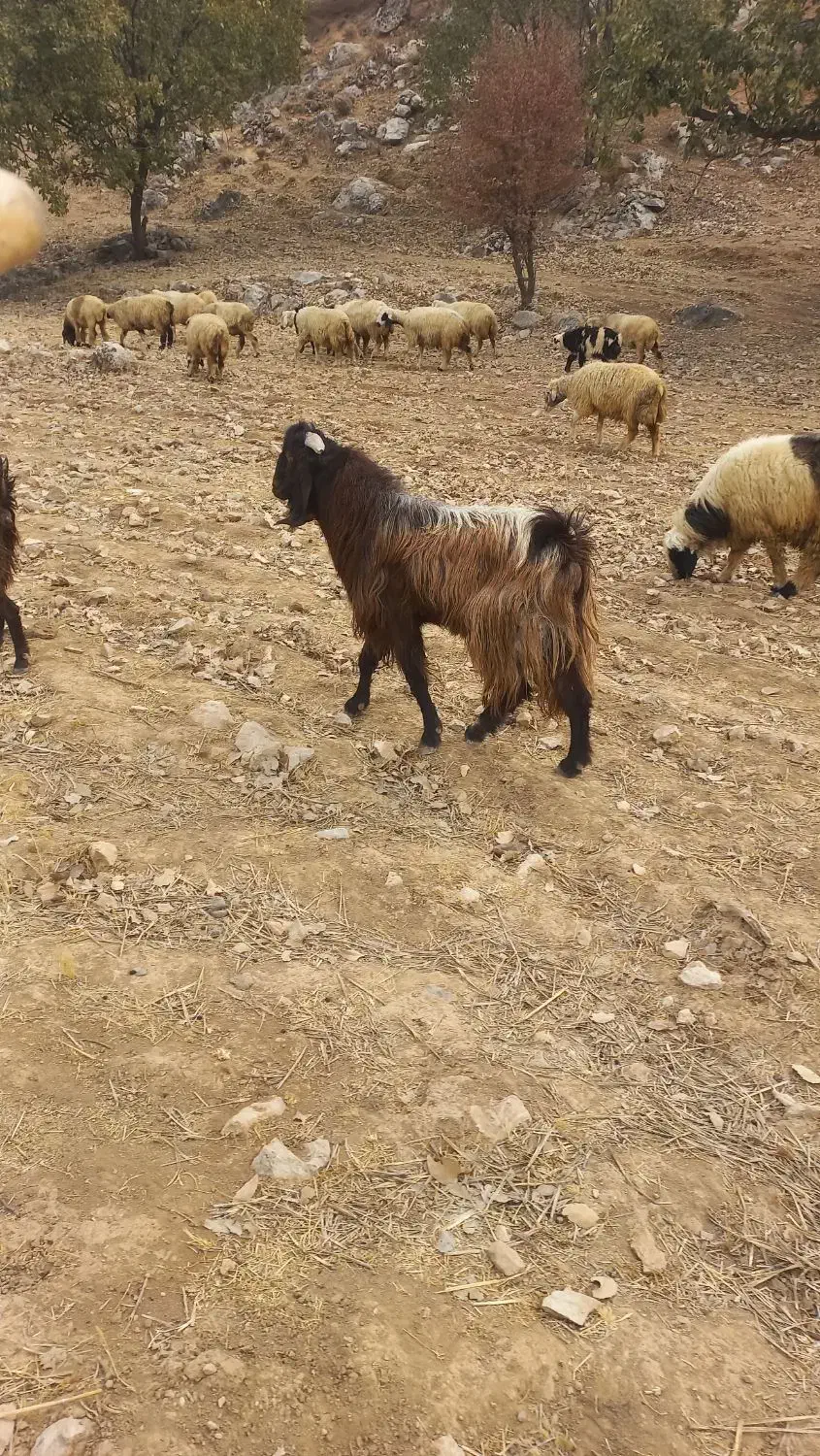 چپوش پازنی نژدی|حیوانات مزرعه|چاروسا, |دیوار