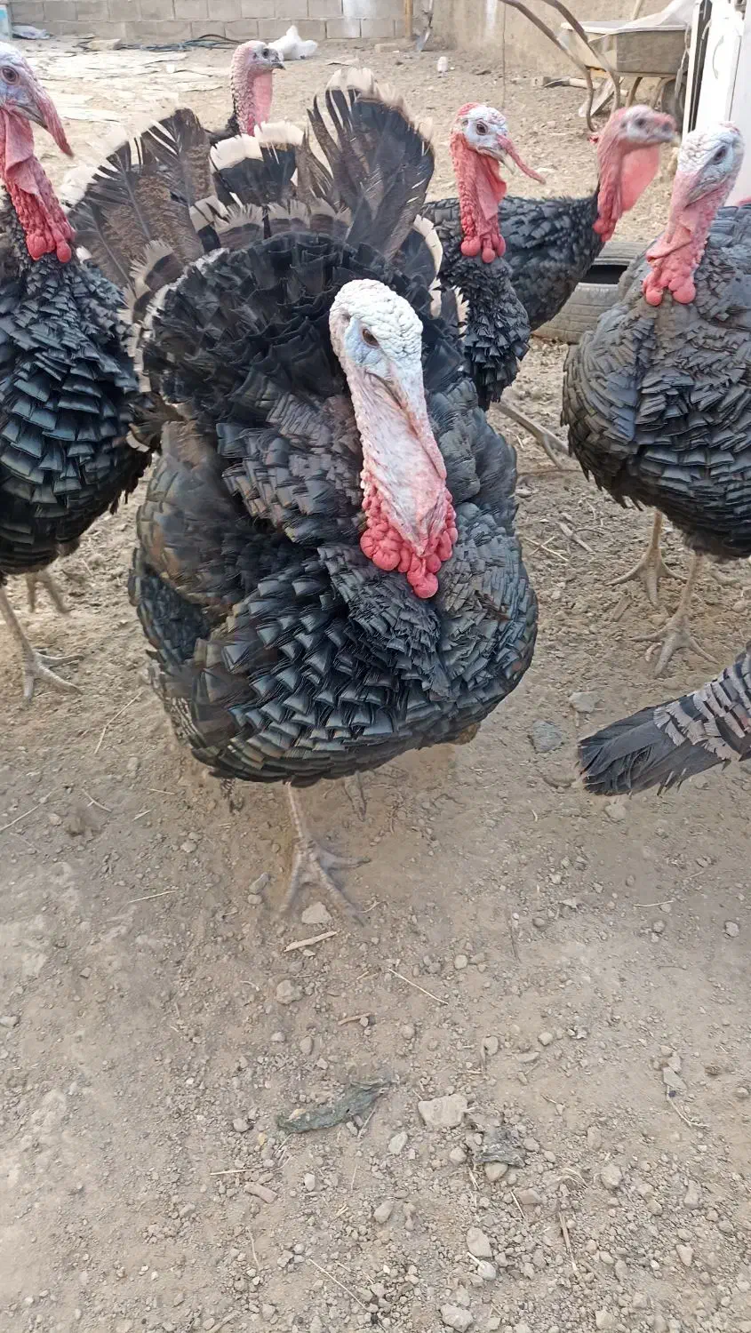 بقلمون رسمی جنس انگلیسی.|حیوانات مزرعه|همدان, |دیوار