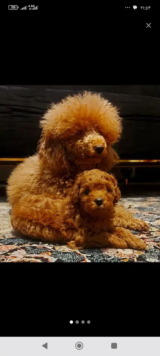 پودل سایز0تاینی توی رنگ بندی با ق باورنکردنی|سگ|مشهد, وکیلآباد|دیوار