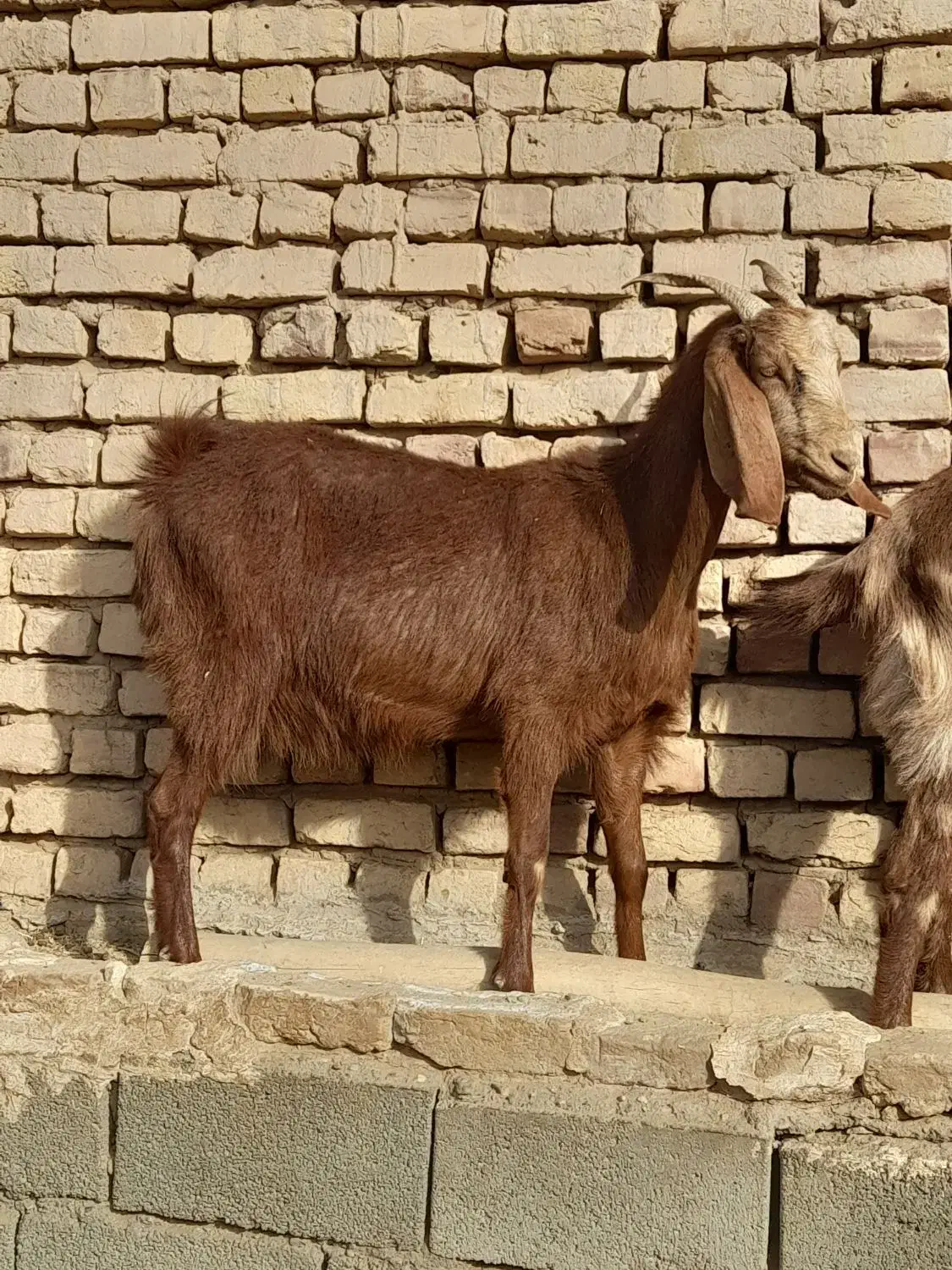 چند راس بز و کولار فروشی|حیوانات مزرعه|بردسکن, |دیوار