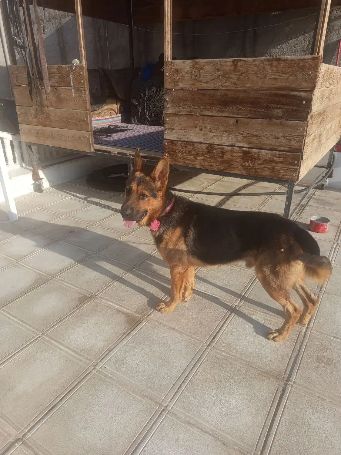 سگ ژرمن فروشی|سگ|رباطکریم, حکیم آباد|دیوار