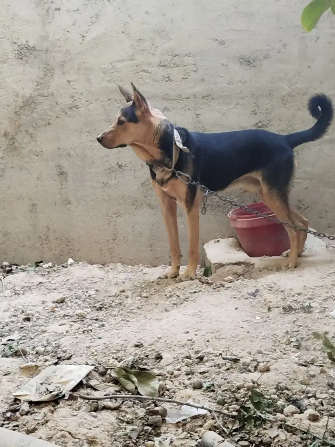 سگ فروشی|سگ|شیراز, بید زرد|دیوار