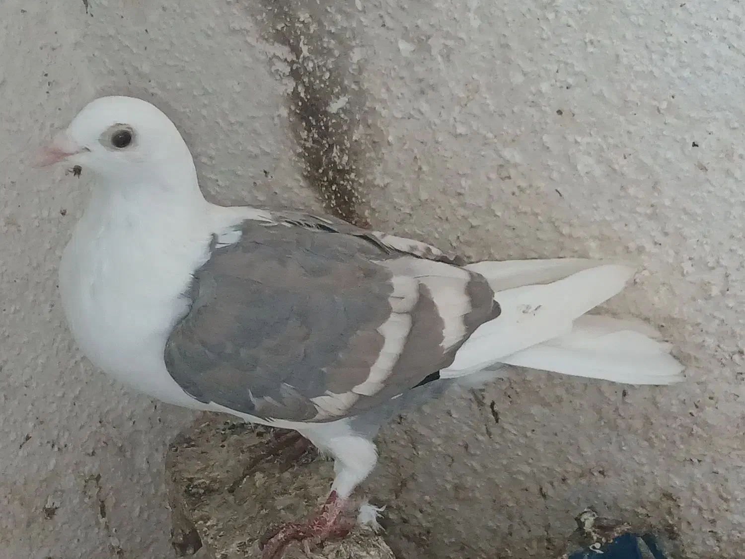 کبوتر دوبال اهوازی نر|پرنده|گنبد کاووس, |دیوار