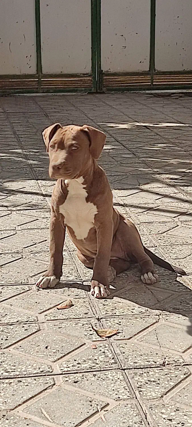 سگ پیتیول ماده|سگ|اسفراین, |دیوار