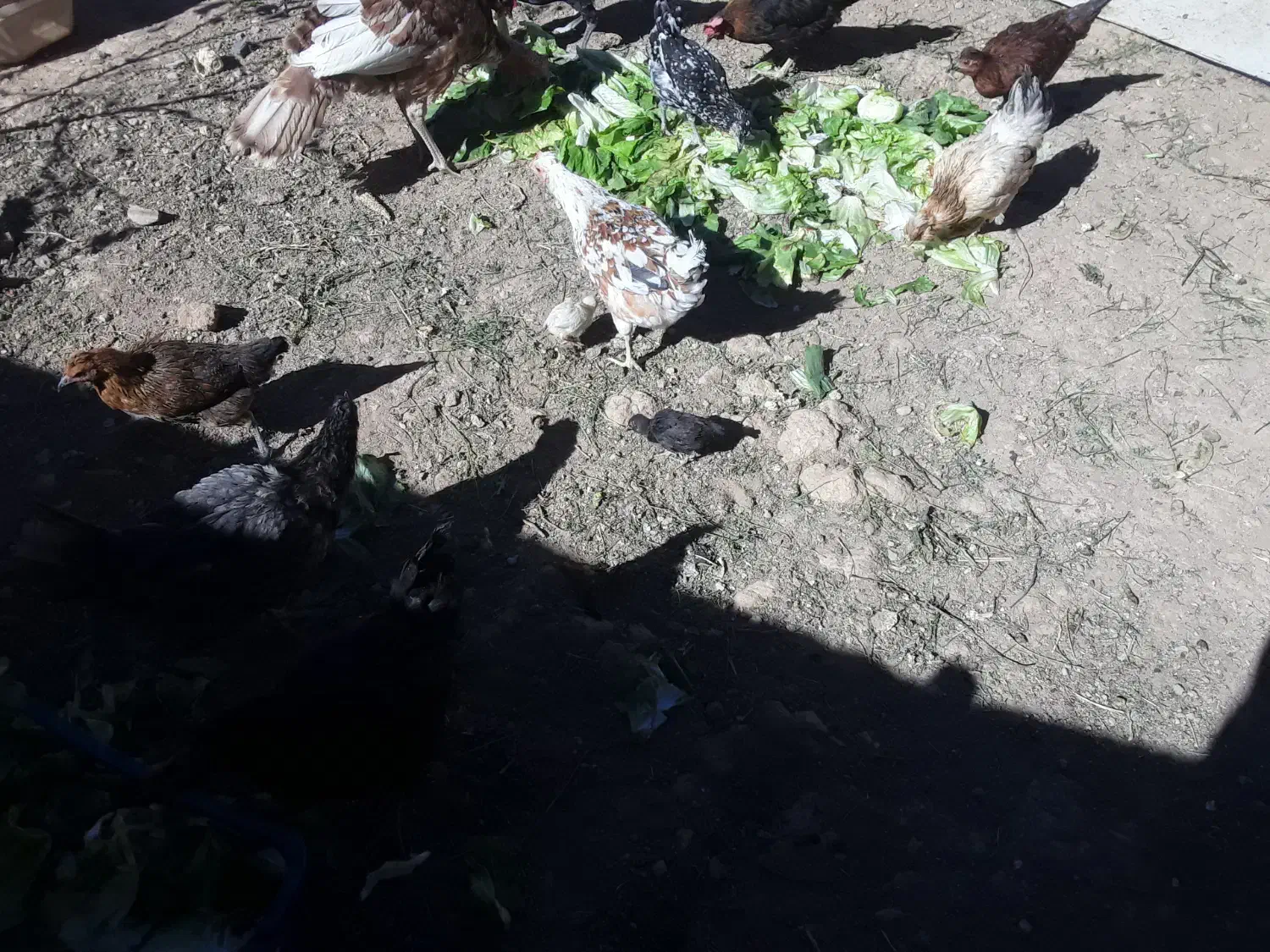 تعدادی مرغ جوجه بوقلمون|حیوانات مزرعه|مهاجران, |دیوار