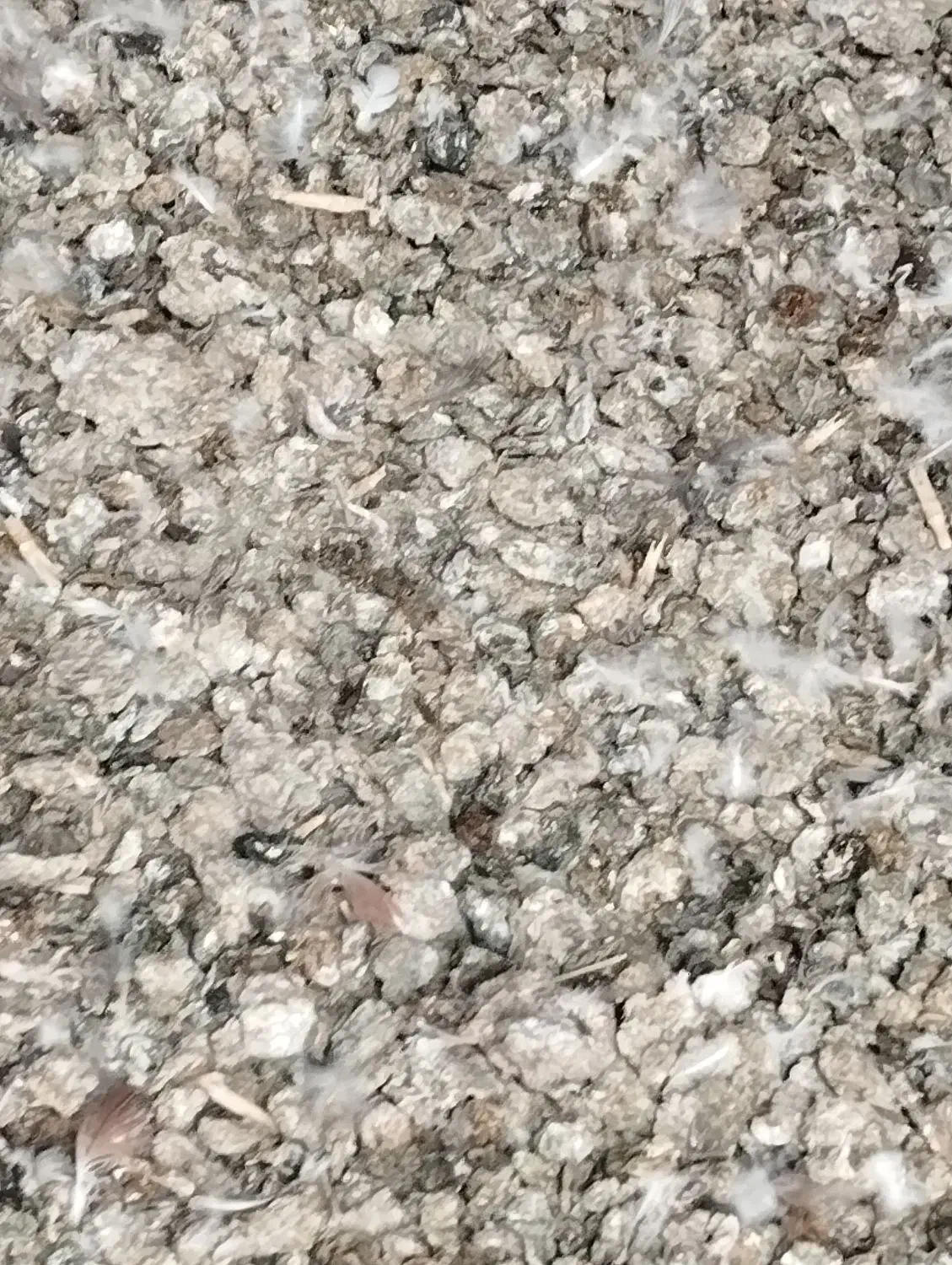 کود کبوتر|خدمات باغبانی و درختکاری|کاشان, راوند|دیوار