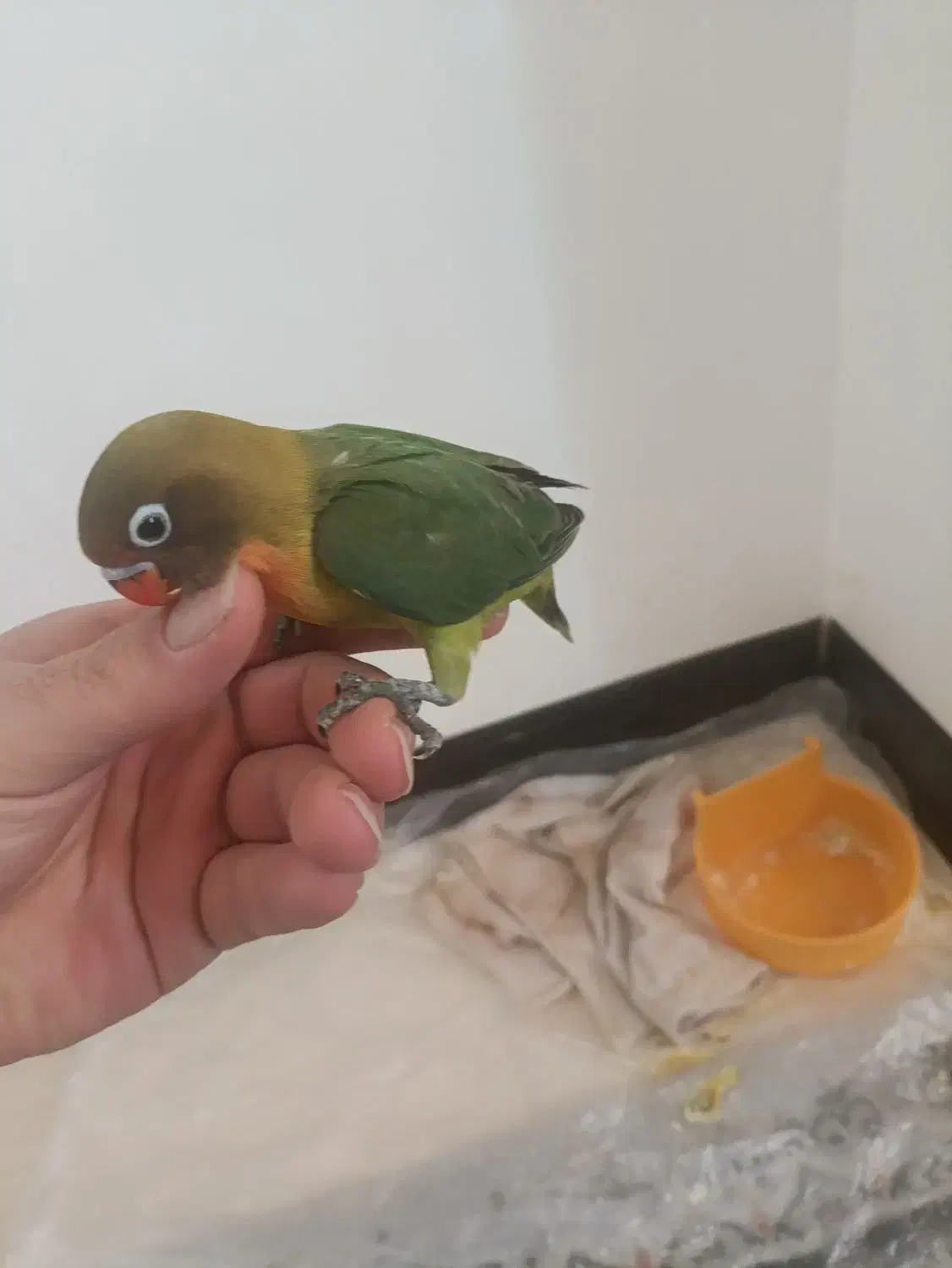 طوطی فیشر|پرنده|اصفهان, قائمیه|دیوار