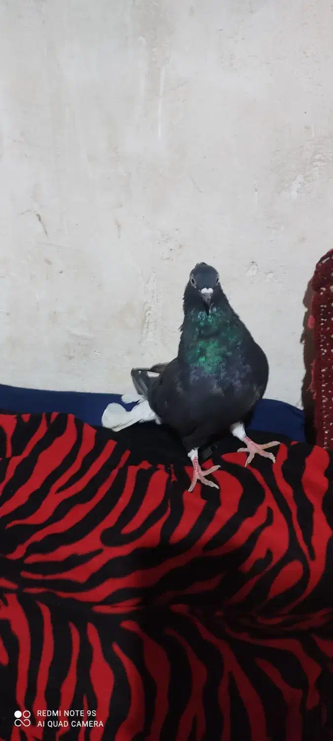 سیاه دم سفید|پرنده|بوشهر, |دیوار