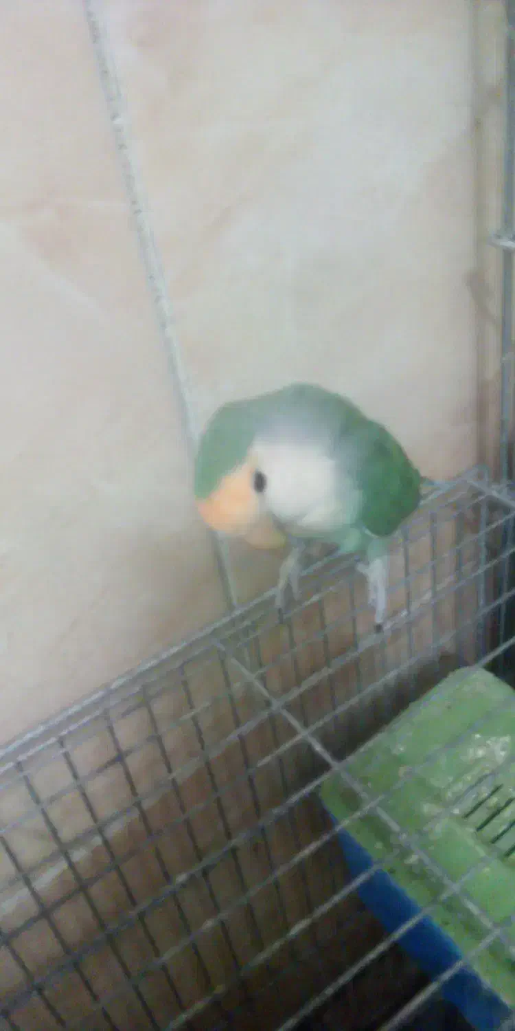 کوتوله|پرنده|اصفهان, فردوان|دیوار