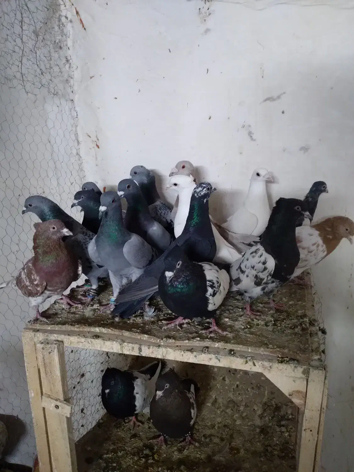 کفتر پرشی|پرنده|مشهد, ابرغن|دیوار