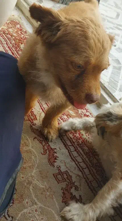 سگ گم شده|حیوانات|بندر کنگان, |دیوار