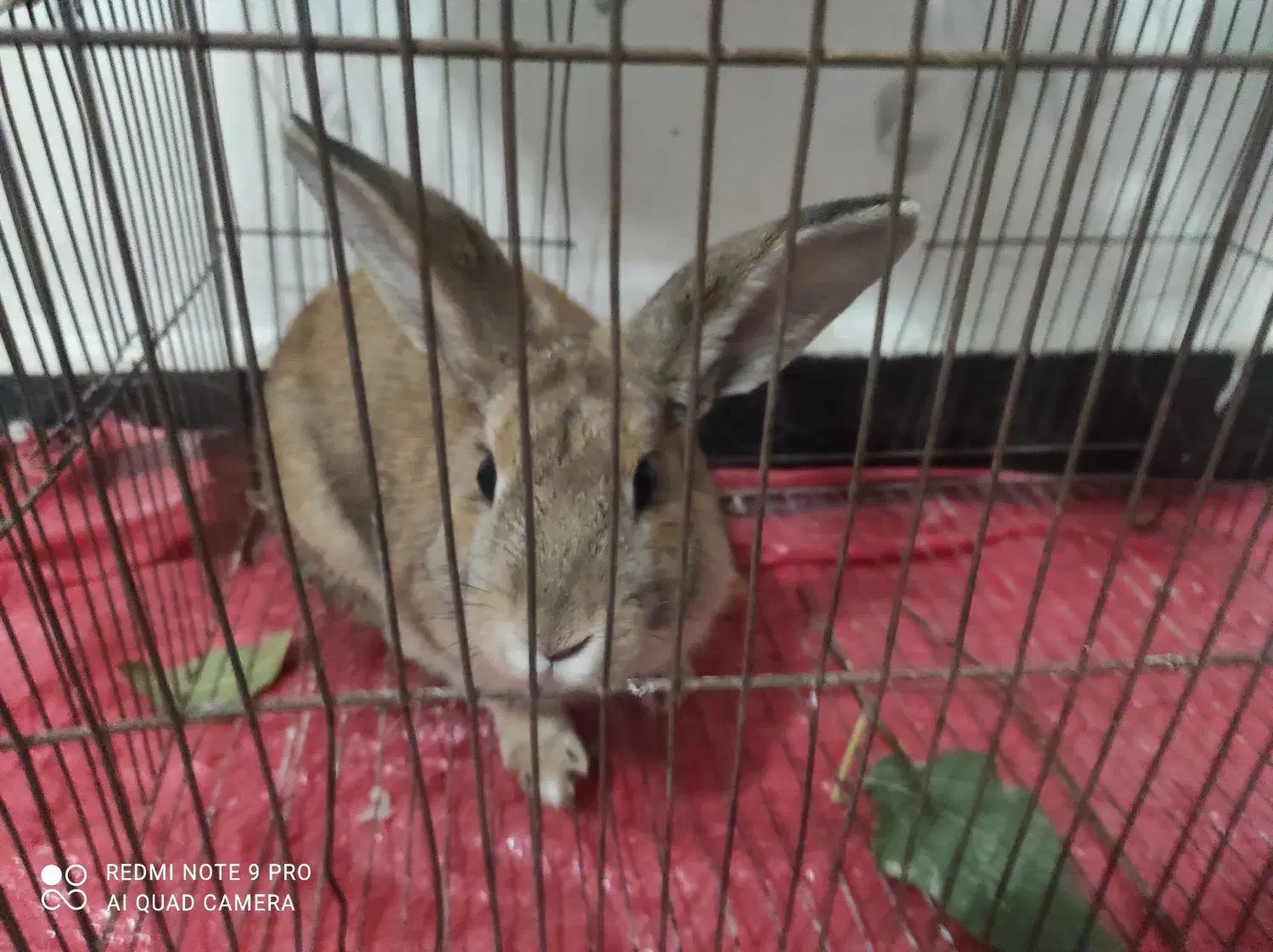 خرگوش|موش و خرگوش|ایلام, |دیوار