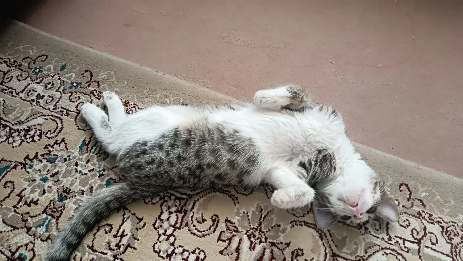 واگذاری بچه گربه دی اس اچ|گربه|نقده, |دیوار