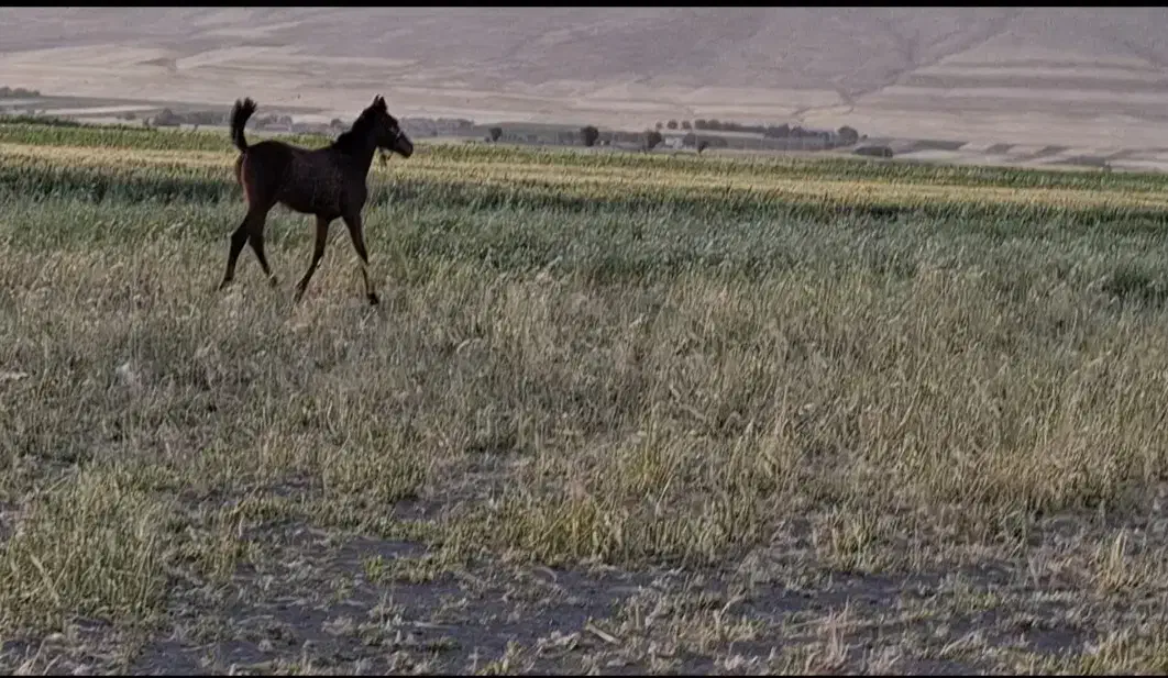 کره نریان|اسب و تجهیزات اسبسواری|صحنه, |دیوار