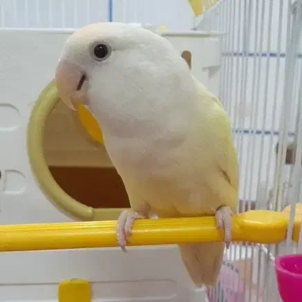 فروش یک جفت طوطی برزیلی اهلی و سخنگو|پرنده|بهبهان, |دیوار