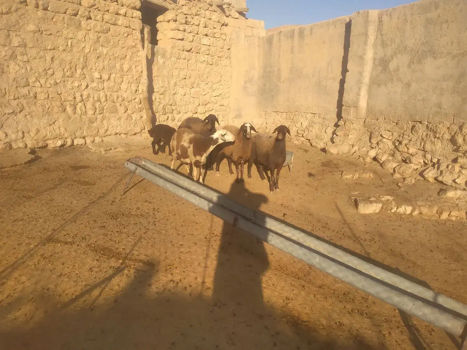 شیشک میش بره نر ماده|حیوانات مزرعه|کوهدشت, |دیوار