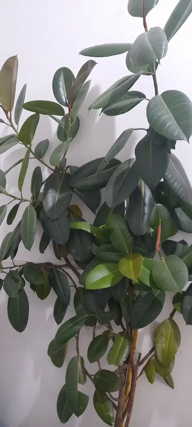 فروش گل فیکوس|گل و گیاه طبیعی|ارومیه, |دیوار