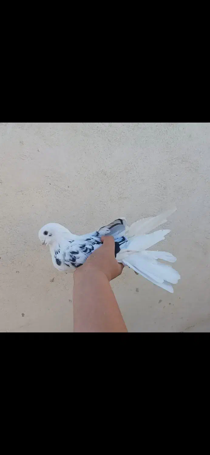 کبوتر|پرنده|گرگان, |دیوار