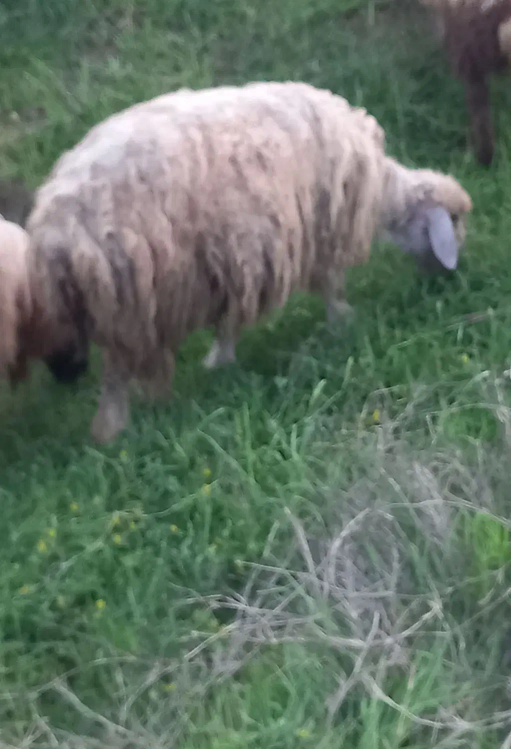 میش|حیوانات مزرعه|شوشتر, |دیوار