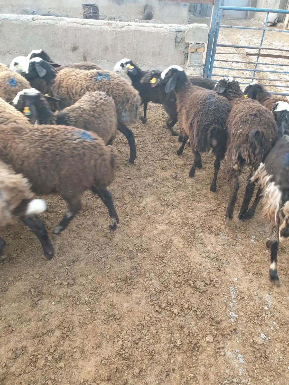 بره ماده گوسفند شال|حیوانات مزرعه|فریمان, |دیوار