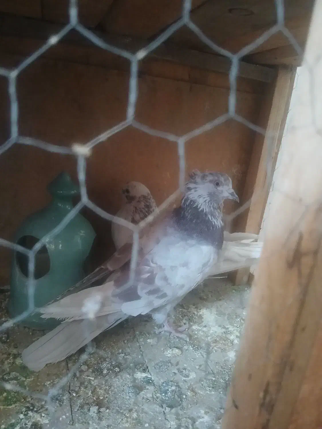 کفتر پرشی|پرنده|ساوه, |دیوار