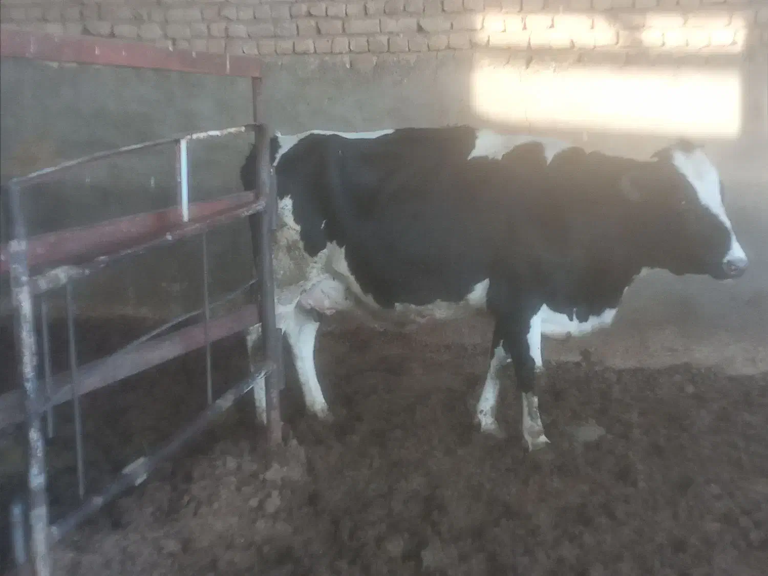 تعدادی گاو شیری جوان|حیوانات مزرعه|قم, قلعه صدری|دیوار