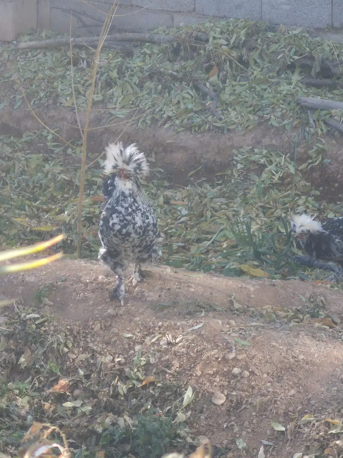 مرغ و خروس سلطان|پرنده|شهرضا, |دیوار