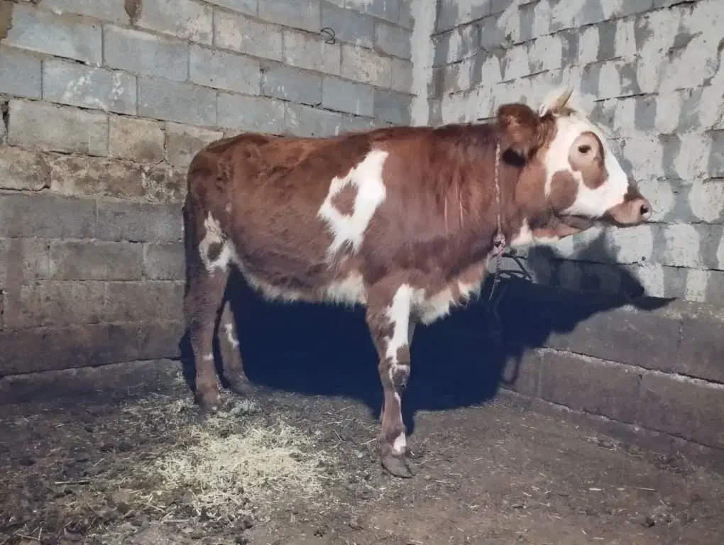 گاو گوساله|حیوانات مزرعه|سیلوانه, |دیوار