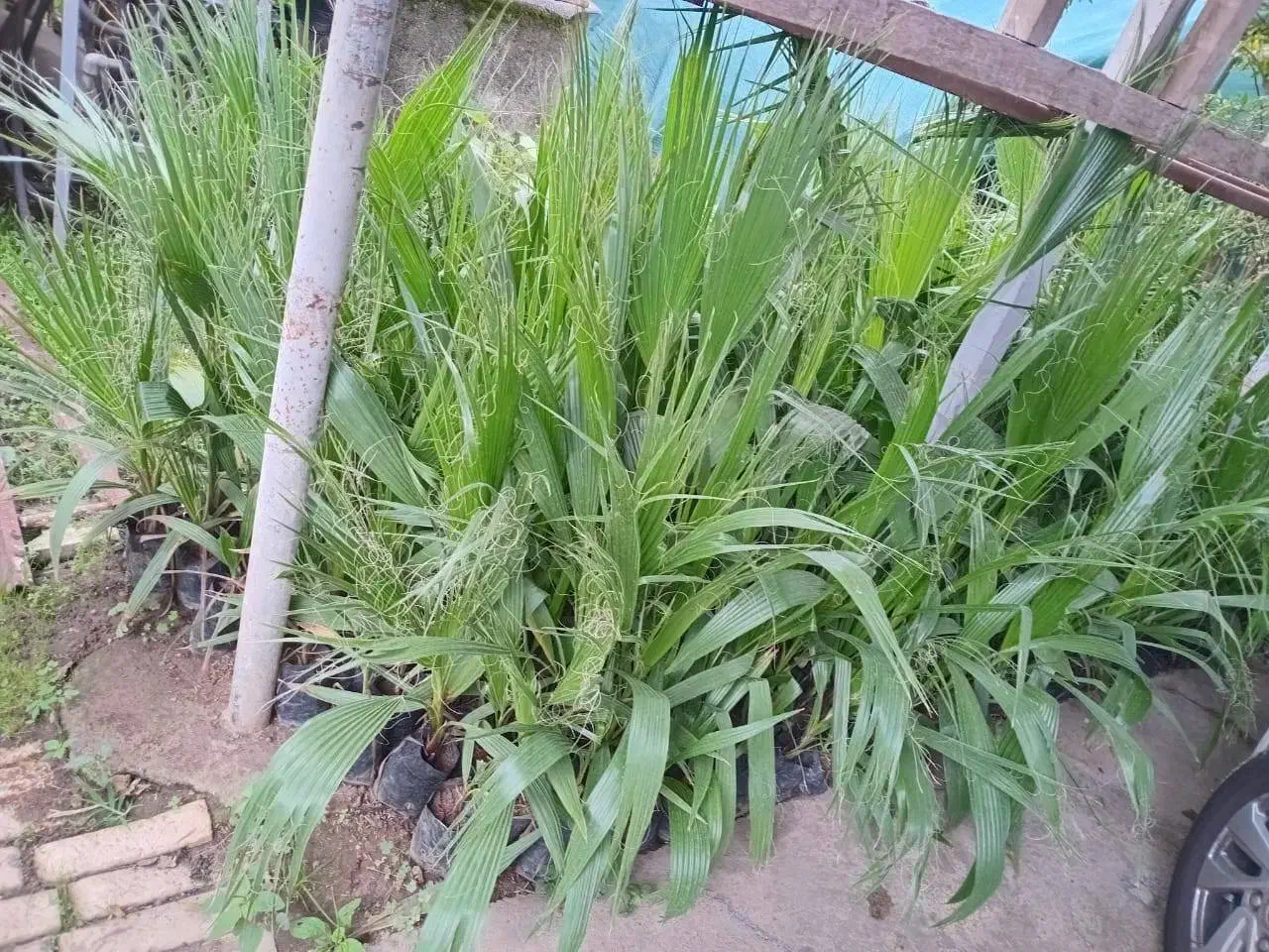 یاس هلندی و پالم|خدمات باغبانی و درختکاری|رودسر, |دیوار