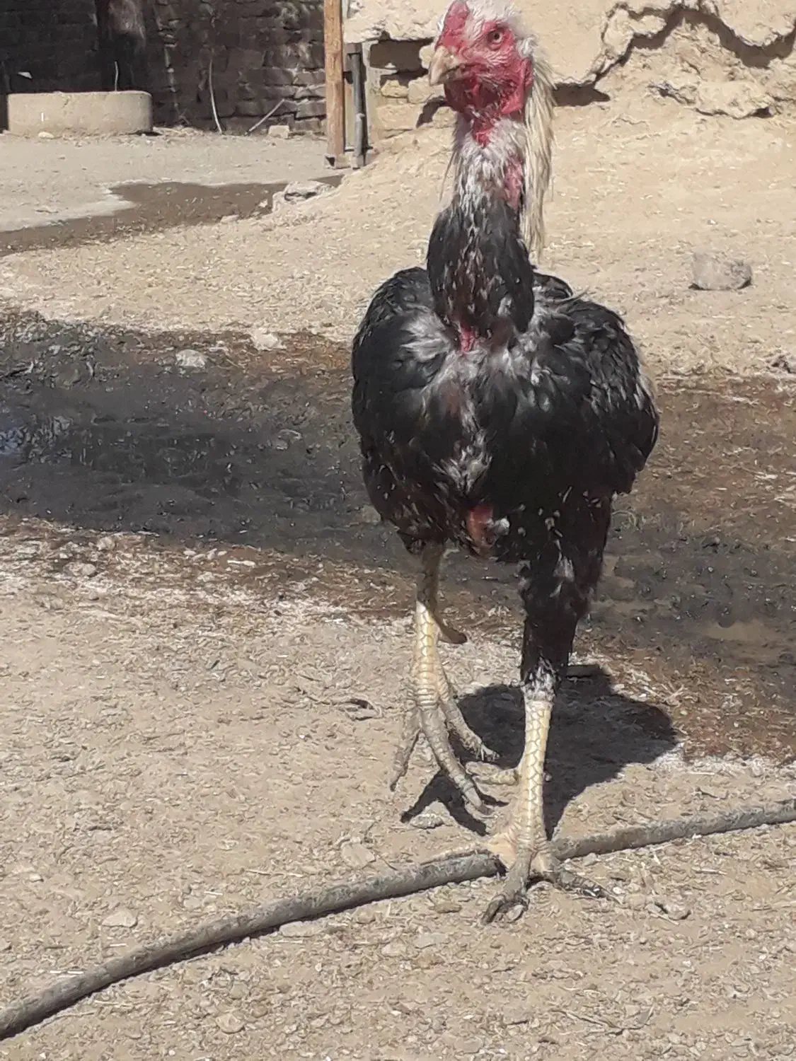 خروس لاری|حیوانات مزرعه|فرمهین, |دیوار