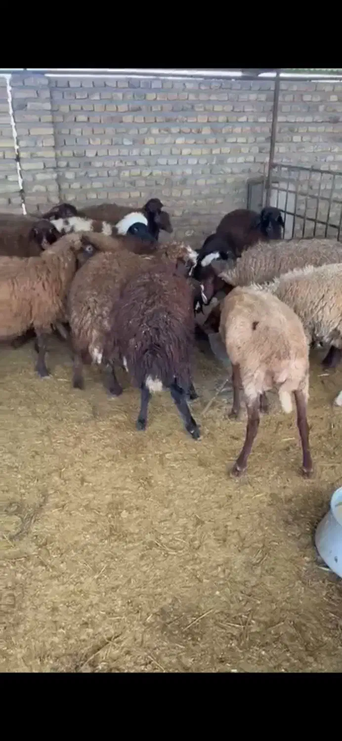 بره نر ماده|حیوانات مزرعه|گنبد کاووس, |دیوار