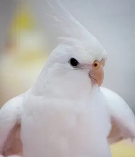 عروس هلندی آلبینو خاص چشم قرمز نژاد اصلی|پرنده|صدرا-فارس, فاز ۱|دیوار