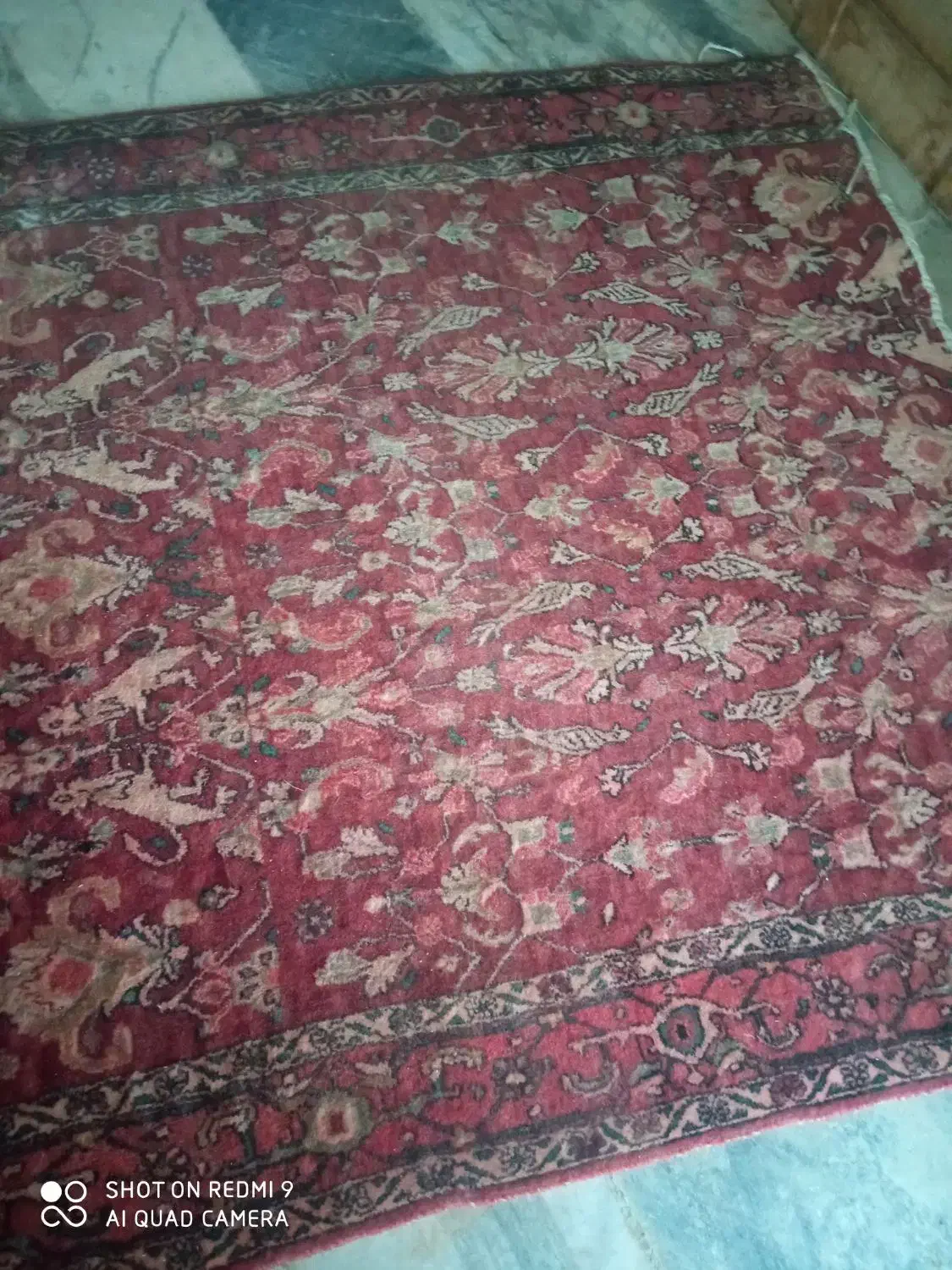 قالی جفت شیر|فرش|همدان, |دیوار