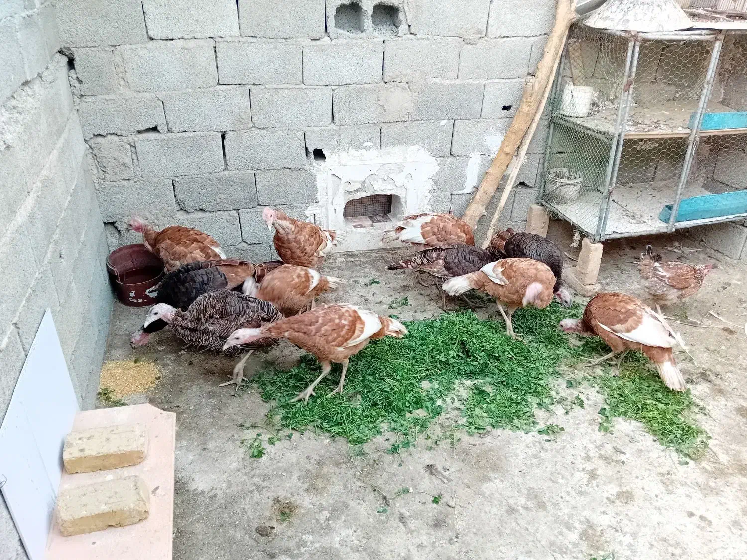 ۱۲عددبوقلمون برنزوبوربون.ملارد|حیوانات مزرعه|کرج, استاندارد|دیوار