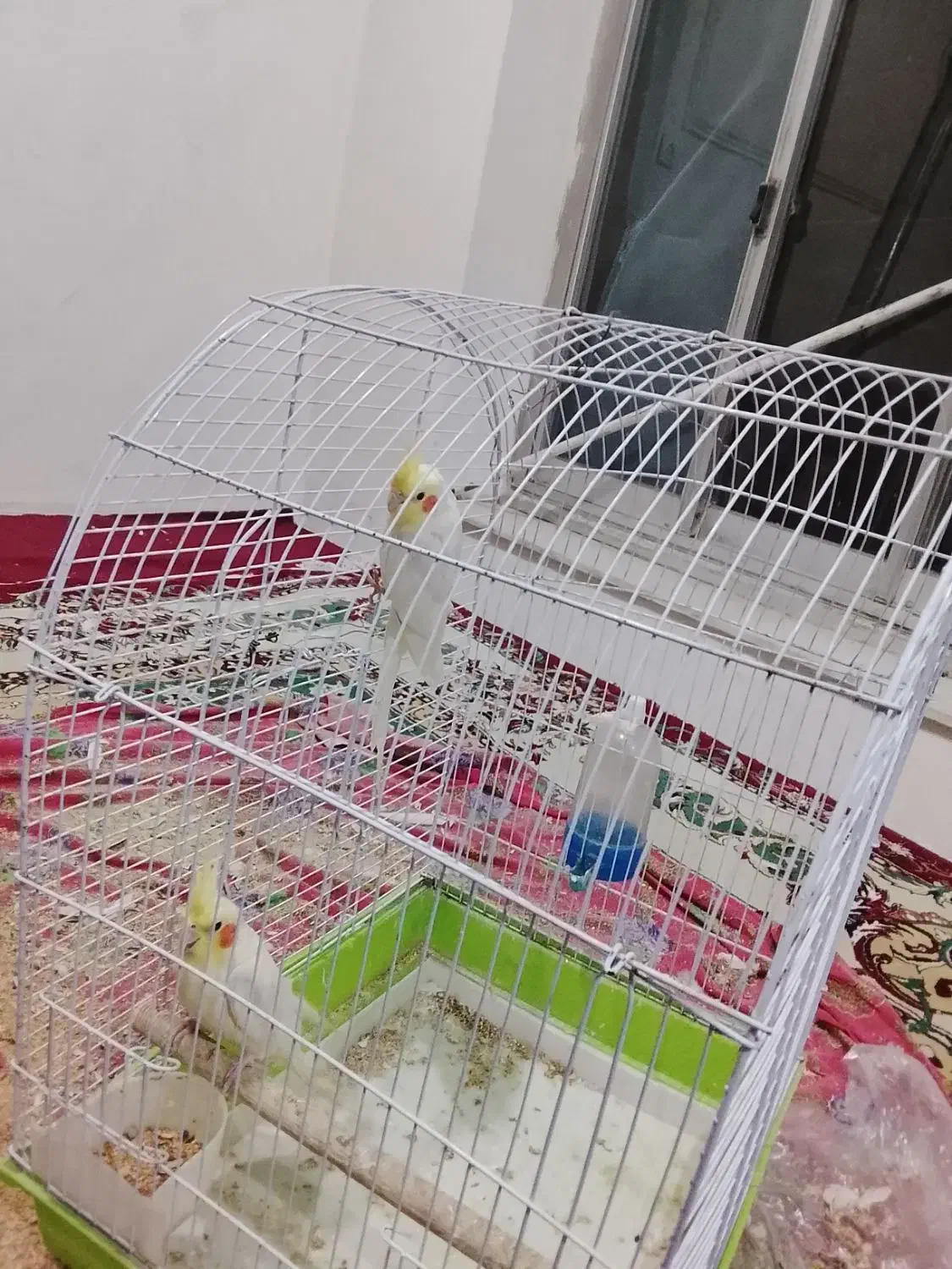 عروس هلندی دو جفت نر و ماده آماده جوجه|پرنده|گرمی, |دیوار