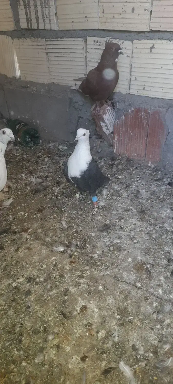 زاغ کله سفید کلایی نر محکم|پرنده|بم, |دیوار